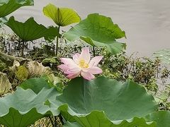 -长兴太湖图影湿地文化园