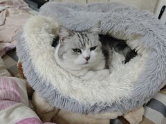 -艾贝尔宠物医院·24H转诊中心·肿瘤猫专科(江宁双龙店)