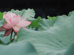 -陈家山荷花公园