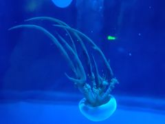 -芜湖新华联大白鲸海洋公园