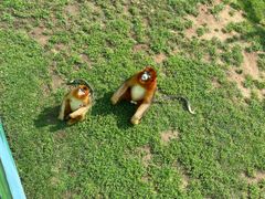 -西霞口神雕山野生动物世界