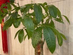 -威尔·佳宴创意陕菜融合菜(老城根红庙坡地铁站店)