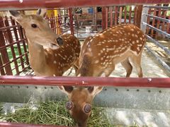 -哈密回王府景区