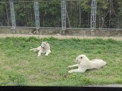 -上海野生动物园