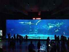 -烟台海昌鲸鲨海洋公园