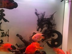 -龟与熊猫宠物公园(南坪店)