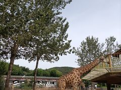 -大连森林动物园