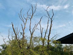 -白鹭湾湿地公园