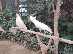 -南宫五洲植物乐园