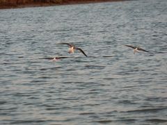 -东寨港红树林旅游区
