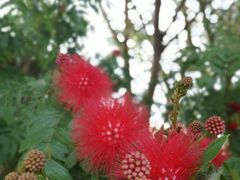 -天后宫民俗文化街