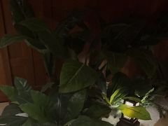 -紫莲花足道(柯桥古镇店)