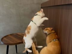 -Again Coffee Roaster(香蜜湖店)