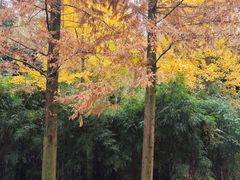 -宝界山林公园