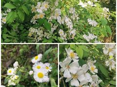 -上海佘山国家森林公园西佘山园