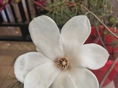 -石家庄市植物园