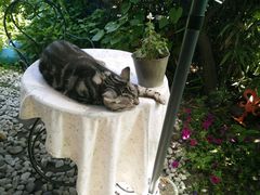 -海边的猫和咖啡馆