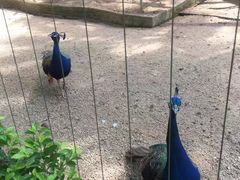 -深圳野生动物园