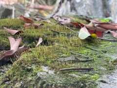 -银湖山郊野公园-相思林