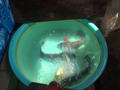 -毛大姐漓江特色啤酒鱼