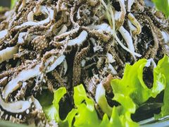 -小板凳·锦州烧烤(高新区店)