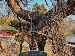 -泰山风景名胜区-普照寺