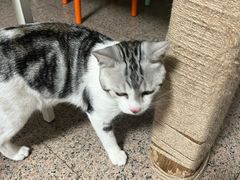 -瑞鹏宠物医院·夜间急症·心超·猫科(祖庙分店)