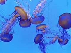 -上海海洋水族馆