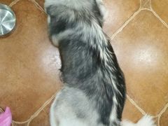 -李小姐の猫咖啡馆(五角场店)