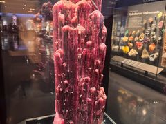 -美国自然历史博物馆