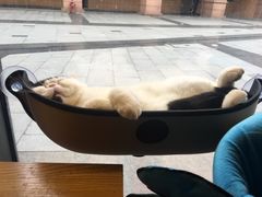 -吉丁鸟咖·异宠·寄养