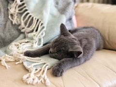 -猫大福·Fortune Cat猫舍(百子湾店)