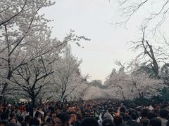 -傣妹火锅(狮子桥店)