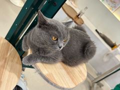 -共舞时光猫咖·狗咖(新街口店)