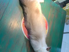-喵喵咪呀布偶猫咖(春熙路店)