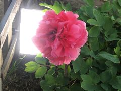 牡丹花-江南大学(蠡湖校区)