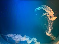 -芜湖新华联大白鲸海洋公园