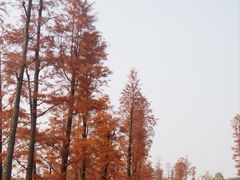 -桂溪生态公园