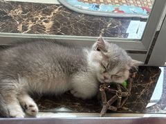 -虹泰宠物医院 ·旗舰店·24h(南秀路店)
