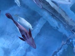 -太平洋海底世界