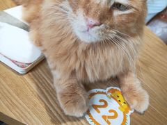 -藏猫猫咖啡主题馆(中央大道店)