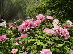 -洛阳市隋唐城遗址植物园