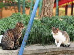 -龙华寺