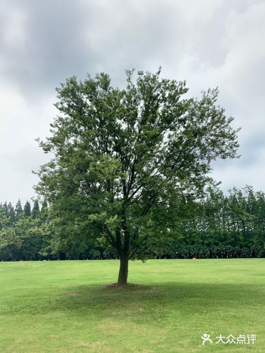 黄海国家森林公园图片