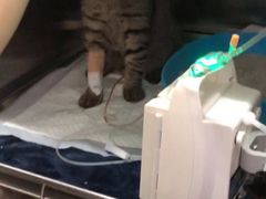 -纳吉亚猫专科动物医院·北北分院