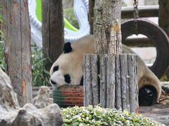 -大连森林动物园