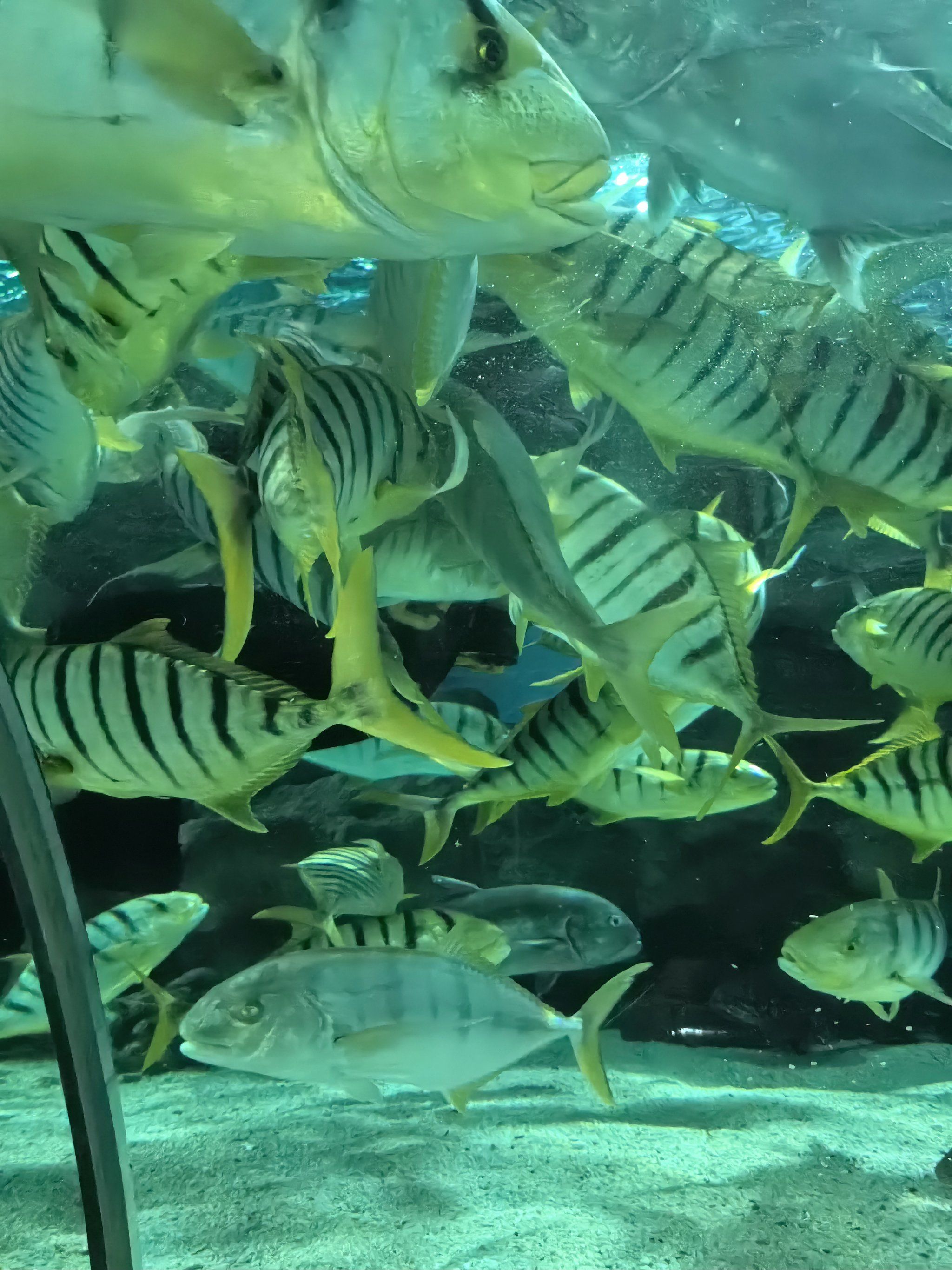 omg75富国海底世界这个海洋馆太好玩啦7099