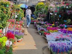 -桂林市花鸟市场