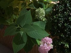 -羊门客在·烤盐池滩羊·川菜