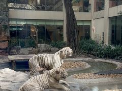 -白虎自助餐厅·真老虎·景观自助餐厅(广州长隆酒店)